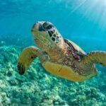 Tortuga lora