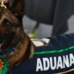 perritos